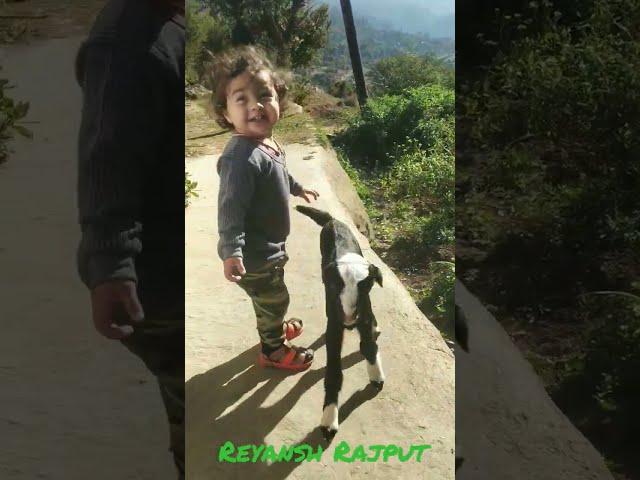 reyansh Rajput with baby goat  beautiful movements  #reels #youtube #viral #shorts #youtubeshorts