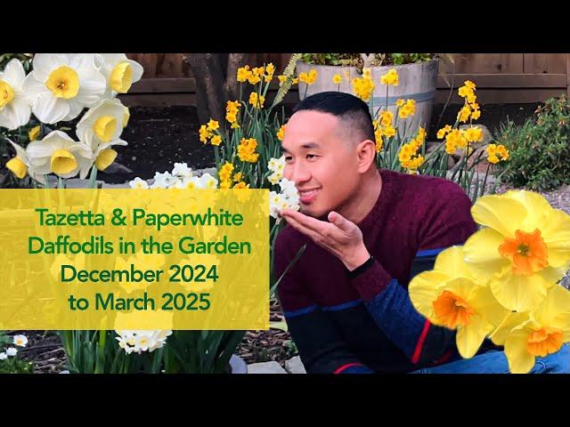 Tazetta & Paperwhite Daffodils in the Garden – December to March