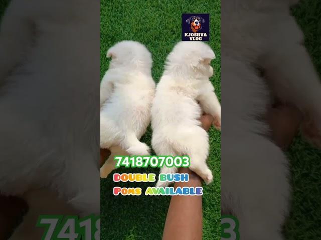 #POMS #CUTE #PUREWHITE #Kjoshva vlog #7418707003
