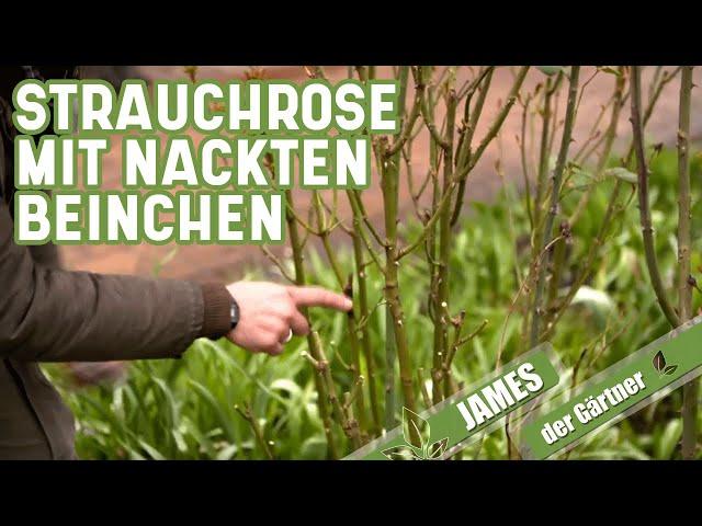 Eine Strauchrose mit nackten Beinchen - so schneidet man alte Rosen richtig | James der Gärtner