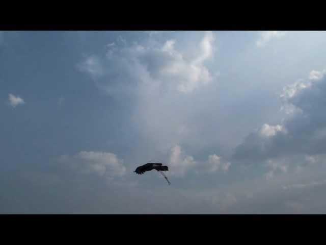 Golden Eagle Training, The Wind