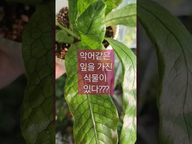 다 최애래.. 아무튼 최애 고사리! 악어고사리 #shrots #쇼츠 #식물 #plants #힐링 #베란다정원 #고사리