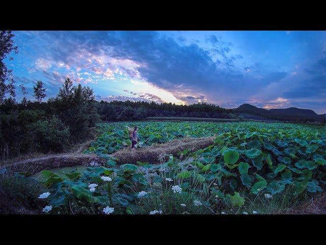 丨Making Use of Every Part of the Lotus: Flowers, Leaves, and Roots | Liziqi Channel