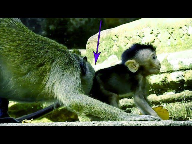 OMG!Baby Monkey Delena Feel So Sad & angry with Kari,Blocking Her Not Let Meet Mom