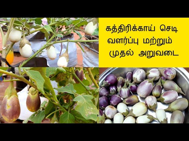 மாடி தோட்டம் கத்திரிக்காய் வளர்ப்பு || kathirikai valarpu in Tamil || Brinjal growing in pots