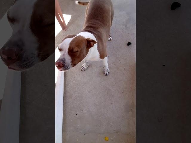 PITBULL