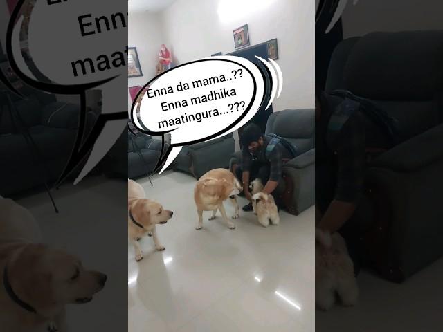 Enna Madhika Maatinguraanga... #pets #dogshorts #funnyvideos #trending #chottu #dogs #love #puppy