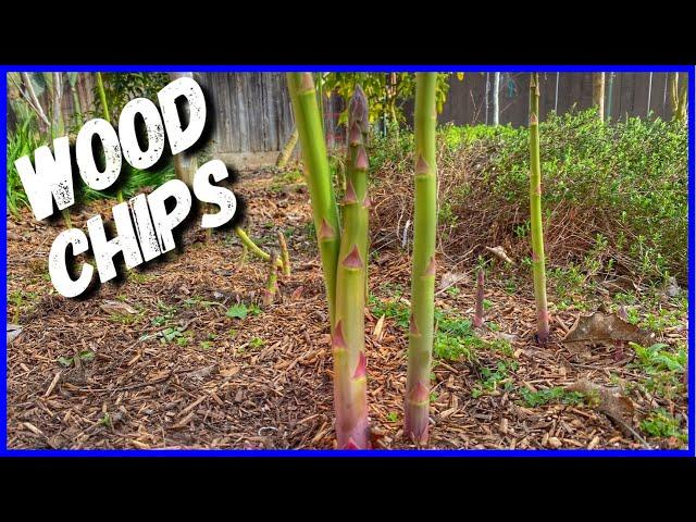 Best Way to Grow Asparagus (UC 157 F1)