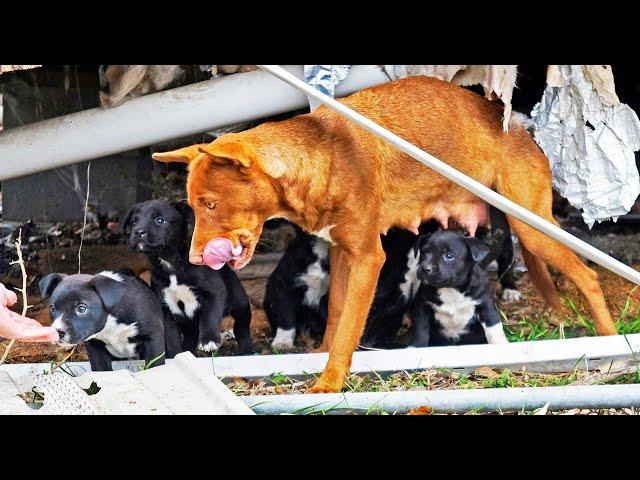 Puppies Rescued from Under Bombed Out Trailer while 20 Thousand Dogs on San Antonio Streets