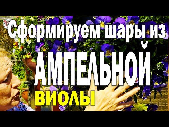 Ампельная виола. Особенности сортов, выращивания и формирования.