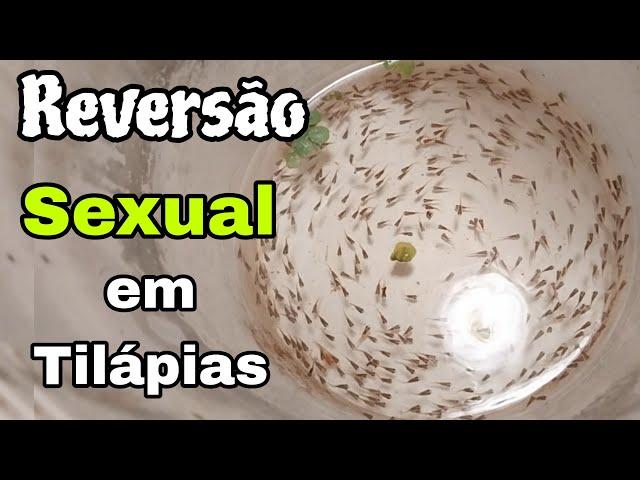 Ração para reversão SEXUAL em tilápias! PEIXES 30% MAIORES!