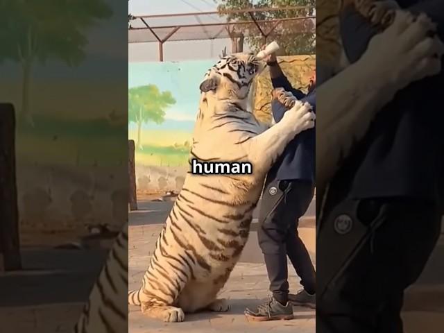 Did You Know This About Siberian Tigers? 
