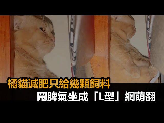 吃不飽！橘貓減肥只有幾顆飼料　鬧脾氣坐成「L型」塞滿角落網萌翻－民視新聞