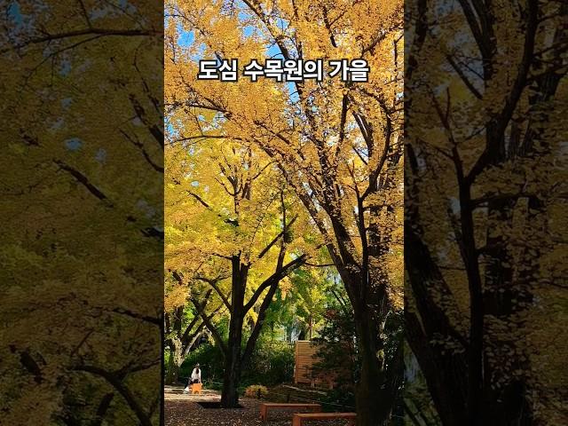 홍릉수목원 #shorts #홍릉수목원 #수목원 #arboretum #서울갈만한곳 #가을 #seoul #korea