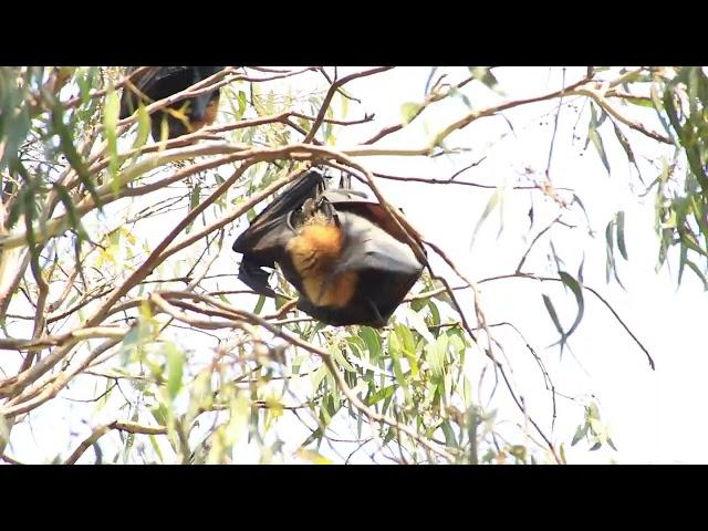 Grey-headed flying fox - Pteropus poliocephalus - Melbourne