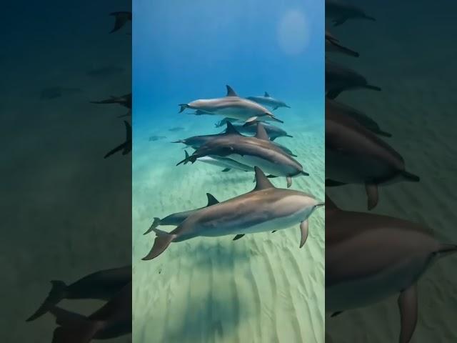 Dolphin Gangs Are Smarter—and Scarier—Than You Think‼️ #animalfacts #facts #animalshorts #dolphin