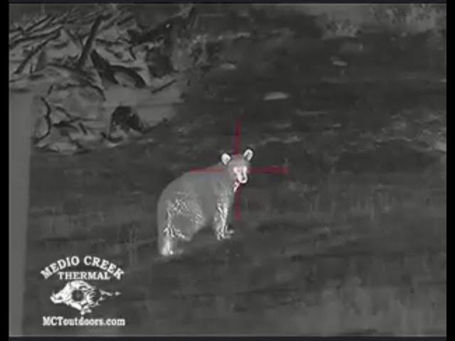 Little bit of everything. Thermal and Night Vision. BEAR, HOGS, COYOTES AND BOBCATS!!!