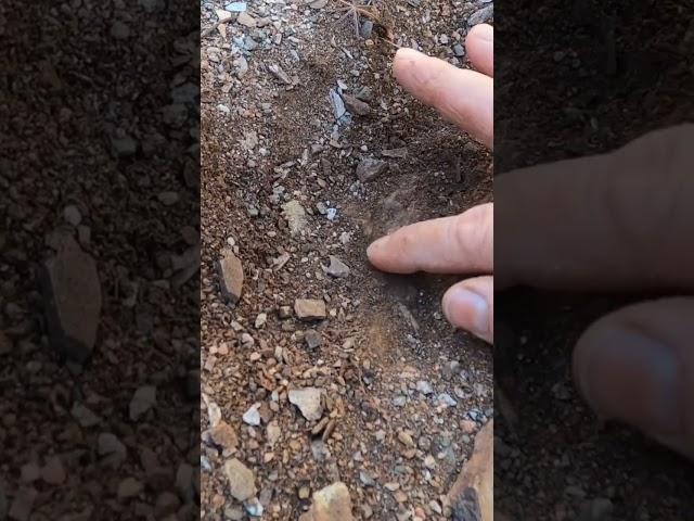 HUGE! Gold Nugget Dig in Southern Arizona