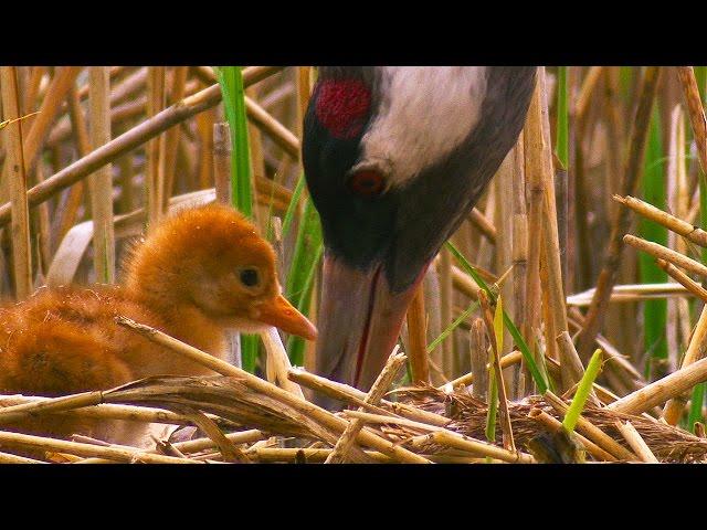 ŻURAW (Grus grus) niesforny pisklak [PTAKI POLSKI] HD