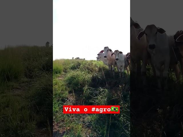 #agro 