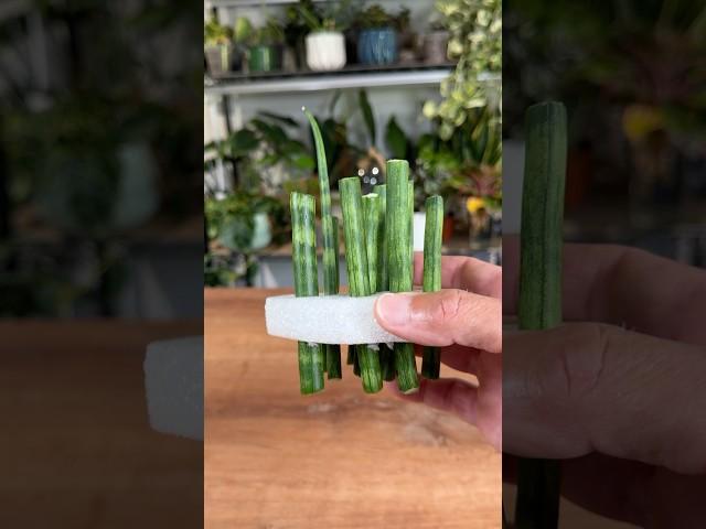 How to Propagate a Snake Plant -Sansevieria