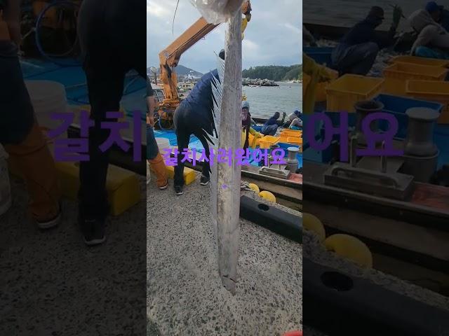 거제덕포비치 파시에 갈치사러왔더니 많이 안 잡혀서 비싸네요.