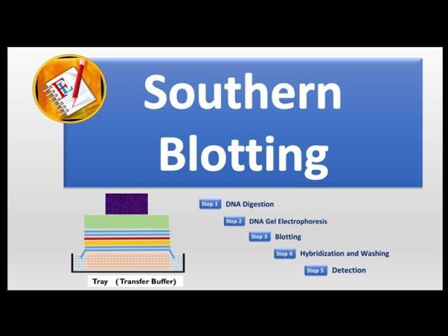 Southern Blotting