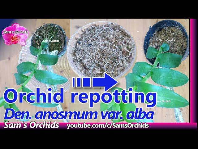 orchid repotting with old sphagnum moss【Dendrobium anosmum var. alba】