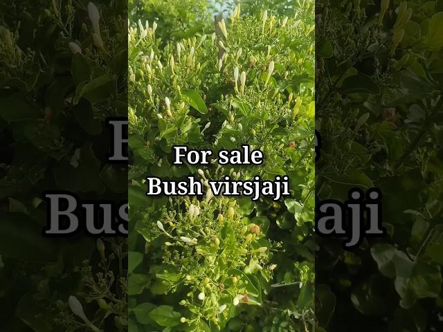 virajaji plant for sale #gardening #royalgardenkumari #youtubeshorts #short