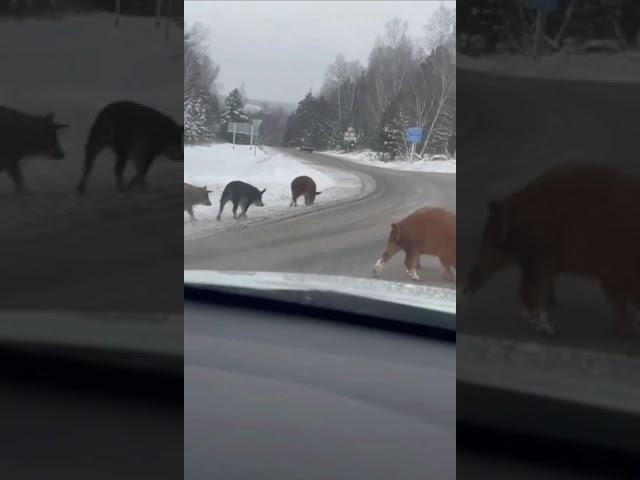 Трассу под Яшкино оккупировали... дикие пороси!