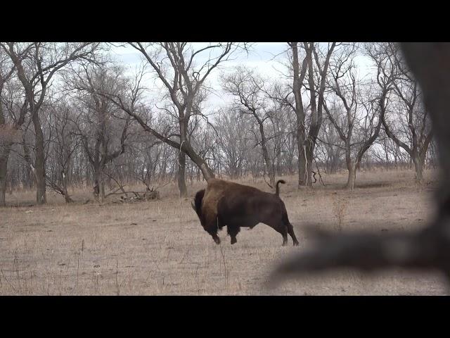 338 Lapua Buffalo Hunting Bison