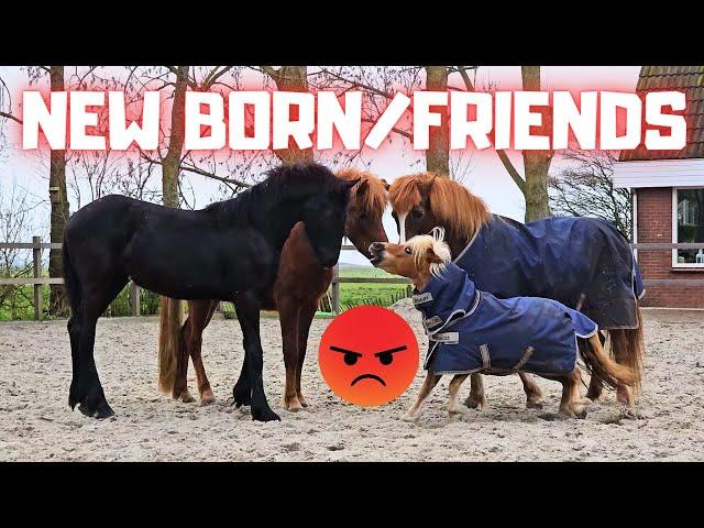 New friends for Yfke? Or not! Will Coralle finally have a foal? | Friesian Horses