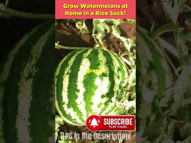 DIY Grow Watermelons at Home in a Rice Sack! 