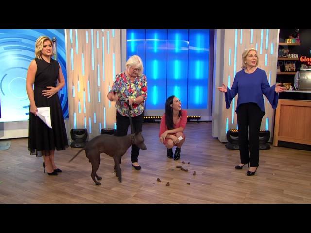 Dog Does A Poo LIVE On Studio 10