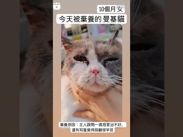 動物救援收容所電話 ：+852 96919313 #catadoption #貓奴 #寵物 #愛護動物 #領養 #貓 #流浪動物  #adoption  #cat #petadoption #毛小孩