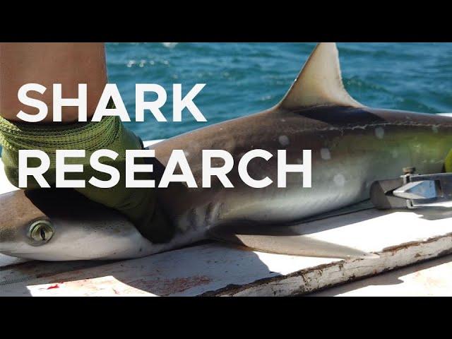 The longest-running shark survey in the U.S. | Sci NC