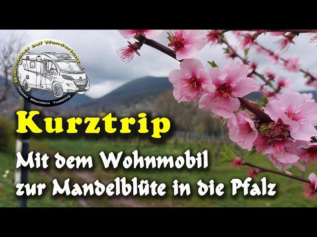 Kurztrip zur Mandelblüte in der Pfalz