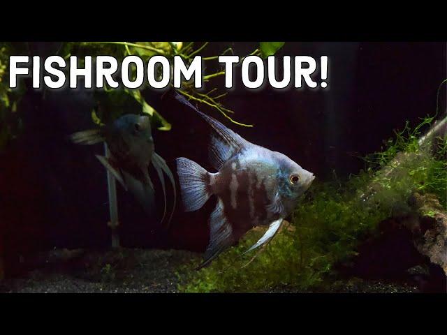 Beautiful Fishroom Tour - what we have done so far