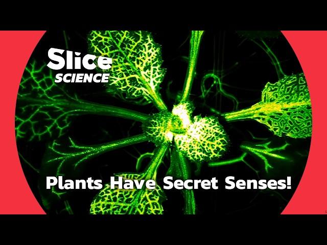 Unveiling the Hidden Senses of Plants: More Than We Ever Knew! | SLICE SCIENCE