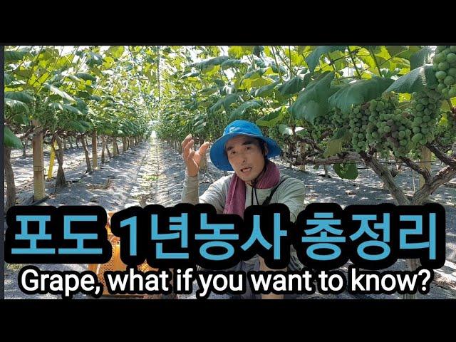 포도 제대로 알고싶다면? 포도 1년 총정리