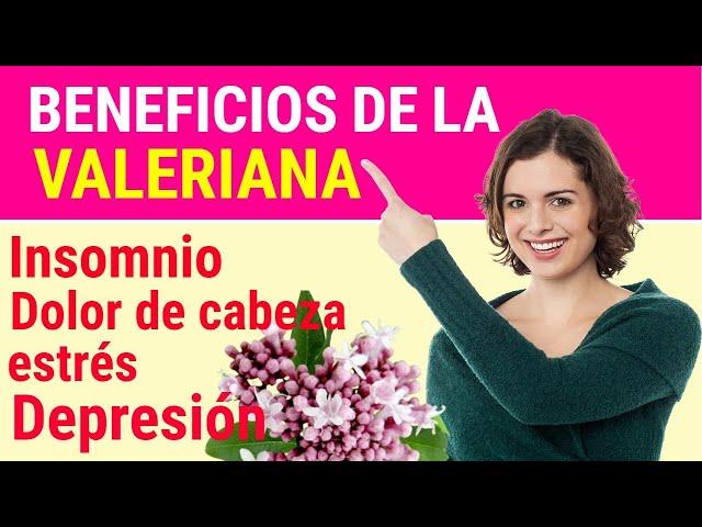 Planta Valeriana Beneficios y Propiedades Para Que Sirve ?