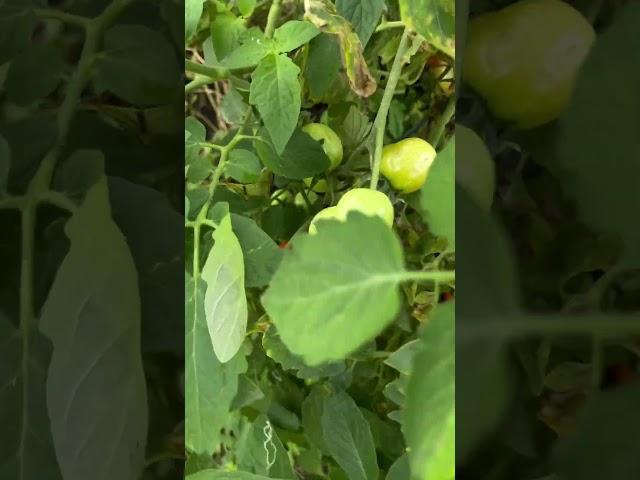 Time to #harvest #homegrown #tomatoes #gratefulheart #organicgrowing #nature #shorts