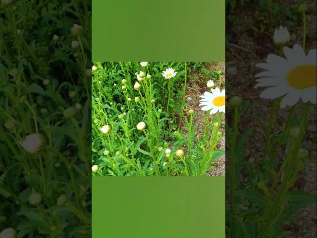 엄마의 노래 / 김태연 