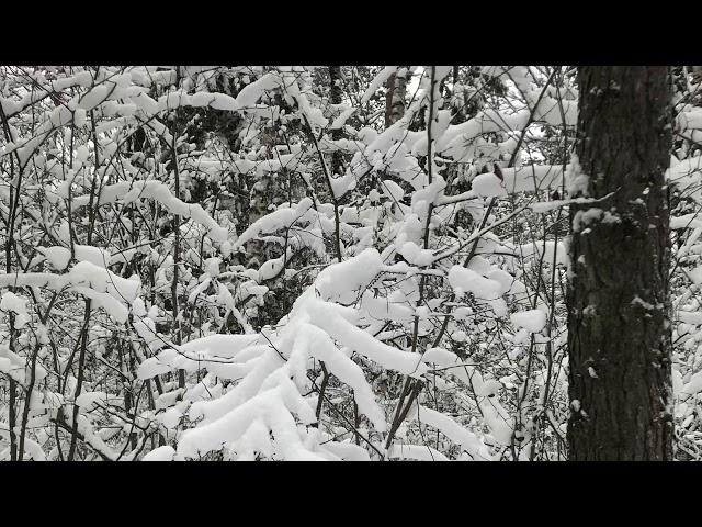 Frozen forest music by Sergei Orlon