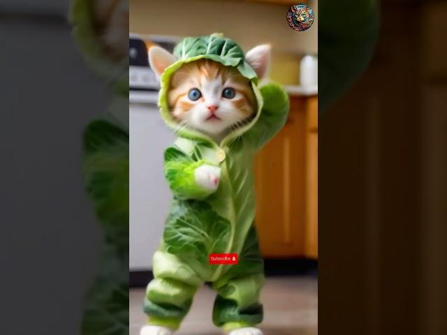 Cute Cabbage Cat Perfect Dance In Song  #cat #dance #shorts