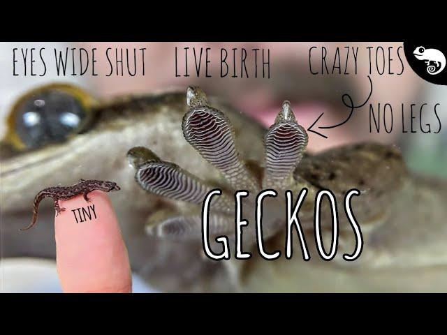 Geckos, All of the Geckos | Phylogeny of Lizards