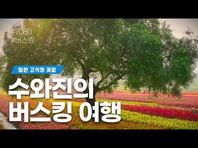 [수와진의 버스킹여행] #철원고석정꽃밭 (24.10.6) 일요일 함께 즐겨보는 음악방송!