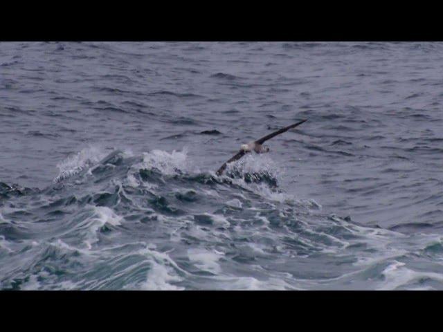 How Big is a Wandering Albatross?