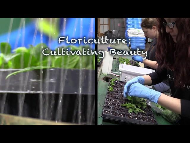 Michigan Floriculture: Cultivating Beauty (one-minute version)