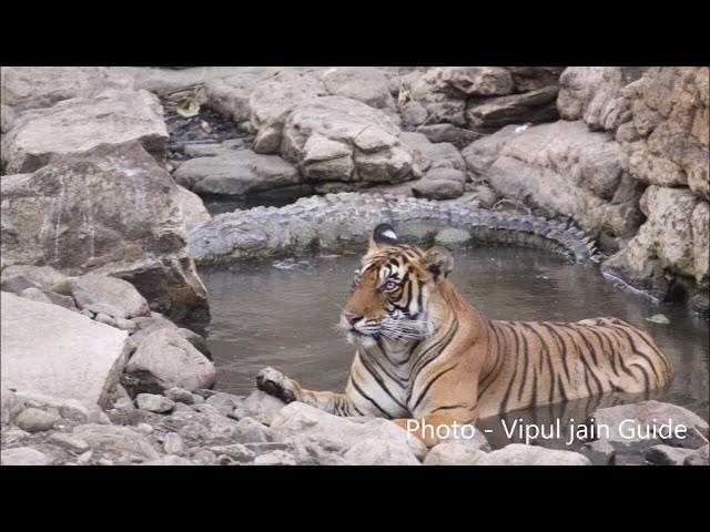 Most Rare video of Tiger V/S Crocodile in same water  @Ranthambhore National Park @tigercrocodile